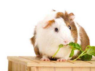 Guinea pigs care