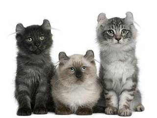 Cat breeds