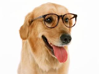 TOP 10 Smartest Dog Breeds in the World!