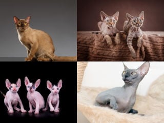 Cat Breeders: Choosing the Best Kitten for An Apartment