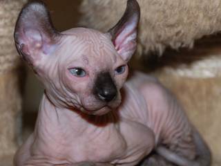 Cat breeds with unusual ears and tails