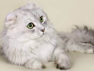 Amazing cats’ breeds