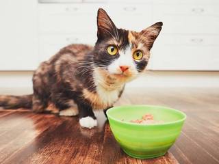 Menu for cats: the pros and cons of prepared feeds