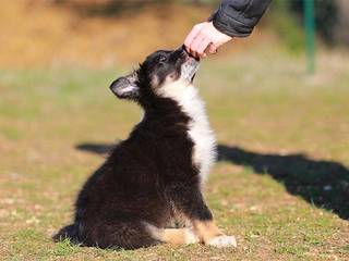 A few tips on how to learn a person to train his dog