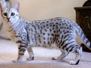 Egyptian Mau - best friend of the family