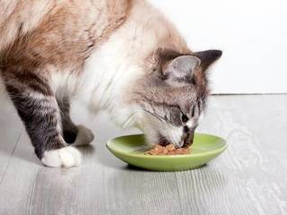 What to feed a cat