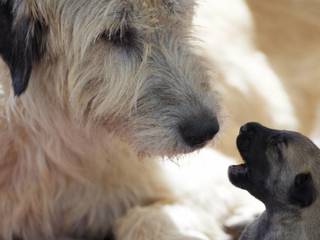 Irish Wolfhound at home