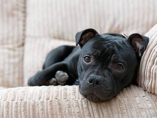 Facts about the Staffordshire Bull Terrier