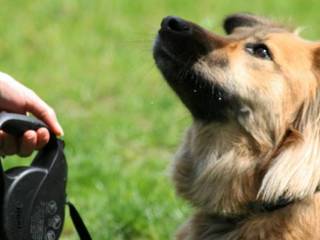 Dog's training: basic rules of success