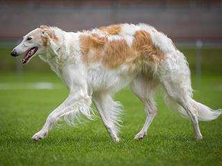 Long-haired breeds greyhounds