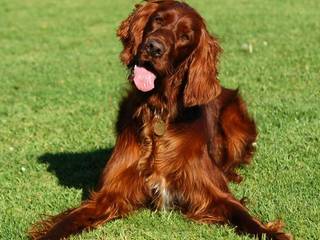 Irish setter