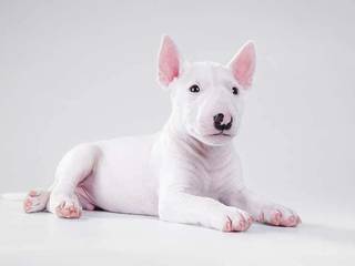 Miniature Bull Terrier