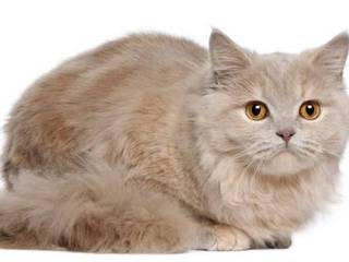 Long-haired cats: the secrets of care