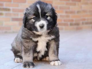 How to choose a Caucasian Shepherd puppy