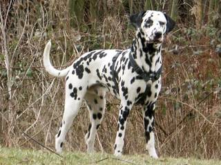 Dalmatian is a big dog with dark spots