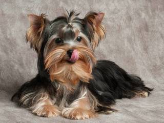 Content rules Yorkshire Terriers