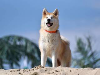 Hachiko - the treasure of the land of the rising sun