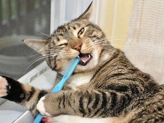 Is it necessary to clean cat's teeth?