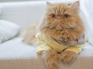 Caring for a Persian Cat