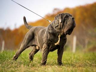 Neapolitan Mastiff: start or not start?