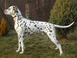 Spotted handsome dalmatian