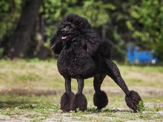Poodle, one of the five most famous breeds in the world