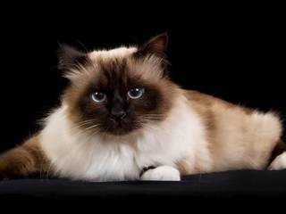 Everything You Need to Know About the Birman Cat Breed