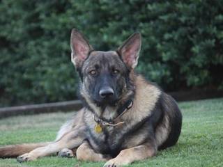 Training German Shepherd. Useful Tips