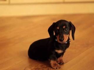 How to take care of a dachshund puppy