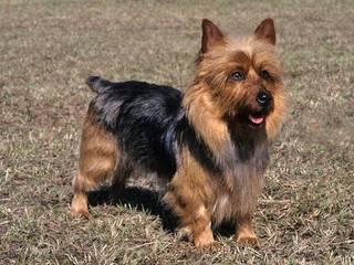 Australian Terrier