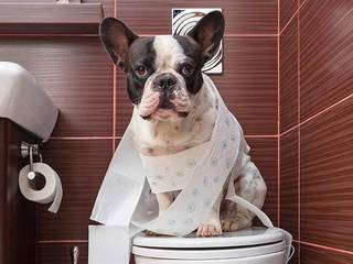 How to teach your puppy to the toilet. Tray or street.