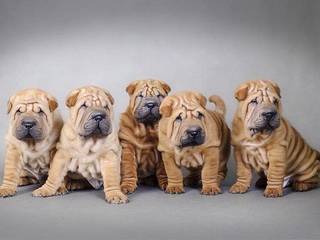 Chinese Shar-Pei