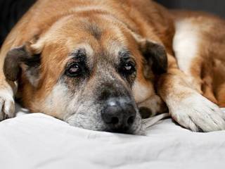 Depression in dogs. We treat stress