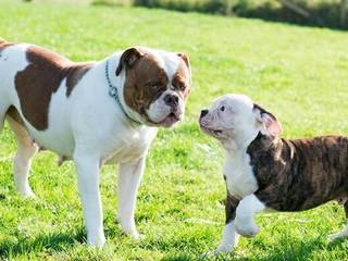 American Bulldog training