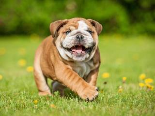 English Bulldog