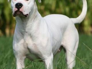 Dogo Argentino