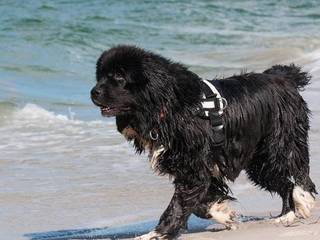 Newfoundland - a popular breed of dog