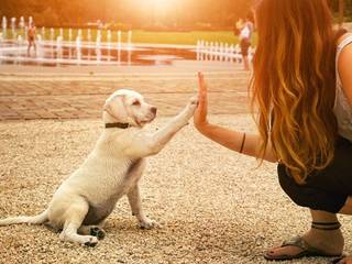 Puppy training: Learn with joy!