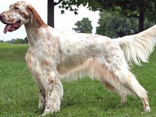 The English Setter: A Beautiful and Versatile Sporting Dog