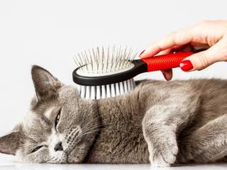 Grooming for cats - health and beauty of your pet