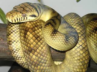 Amethystine python