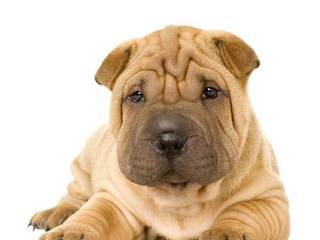 Shar Pei - a friend for the whole family