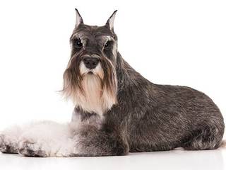 The Miniature Schnauzer and Standard Schnauzer