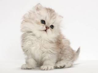 Choose a Persian kitten
