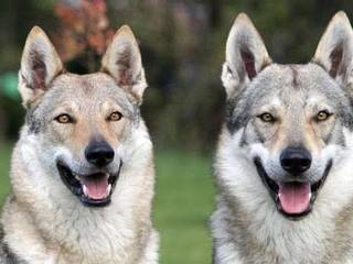 The most expensive dog breeds