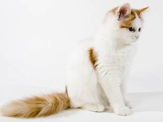 The Turkish Van: A Unique and Fascinating Cat Breed
