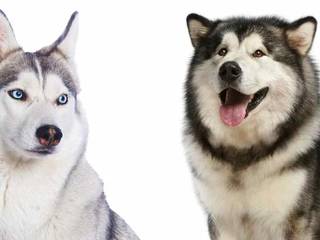 Husky Breed: characteristics and care