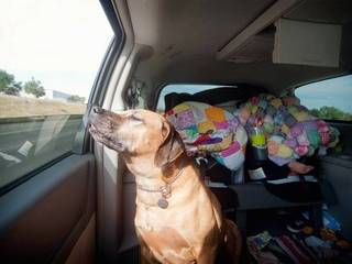 How to transport your dog in the car. Useful advice