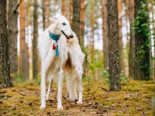 Russian borzoi