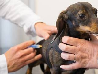 Why should dogs be vaccinated?